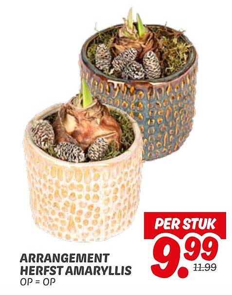 ARRANGEMENT HERFST AMARYLLIS