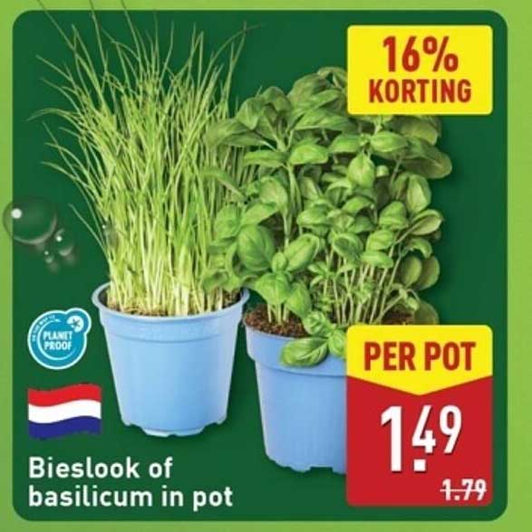 Bieslook of basilicum in pot