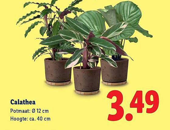 Calathea