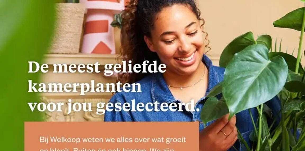 De meest geliefde kamerplanten voor jou geselecteerd.
