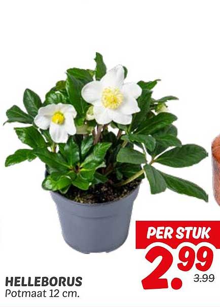 HELLEBORUS