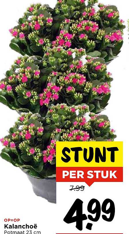Kalanchoë Potmaat 23 cm