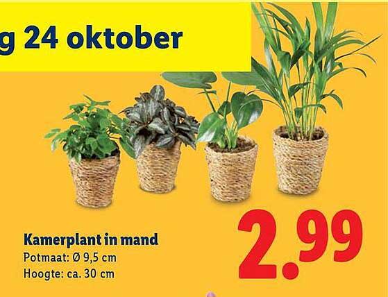 Kamerplant in mand