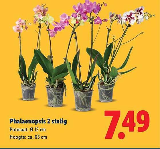 Phalaenopsis 2 stelig
