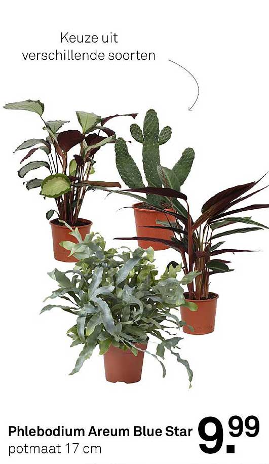 Phlebodium Areum Blue Star