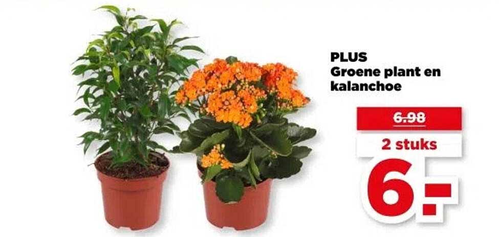 PLUS Groene plant en kalanchoe