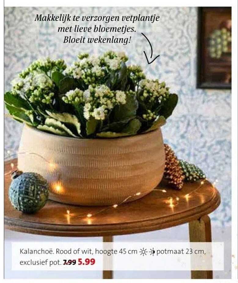 Kalanchoë. Rood of wit, hoogte 45 cm potmaat 23 cm, exclusief pot.