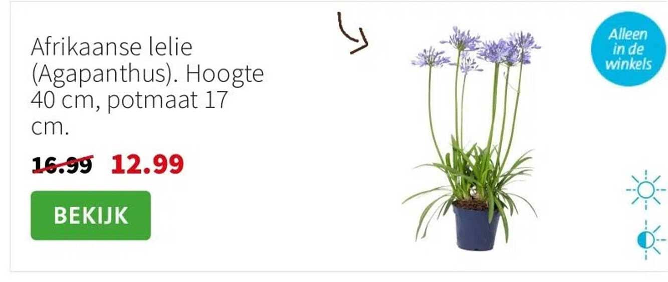 Afrikaanse lelie (Agapanthus). Hoogte 40 cm, potmaat 17 cm.