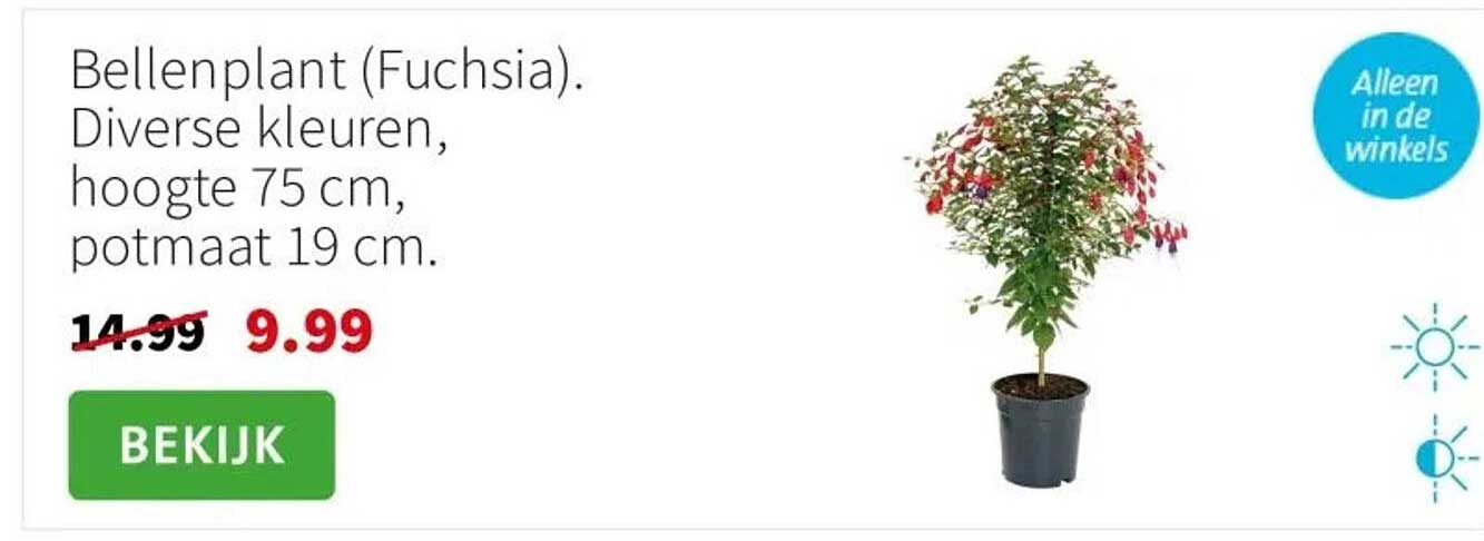 Bellenplant (Fuchsia). Diverse kleuren, hoogte 75 cm, potmaat 19 cm.