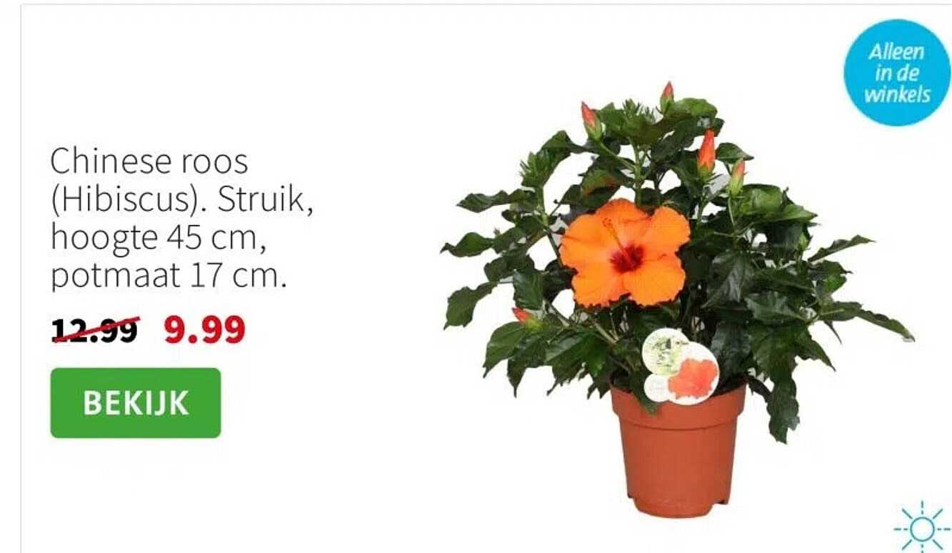 Chinese roos (Hibiscus). Struik, hoogte 45 cm, potmaat 17 cm.