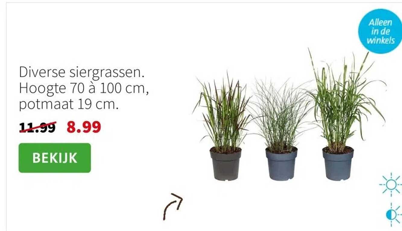 Diverse siergrassen. Hoogte 70 à 100 cm, potmaat 19 cm.