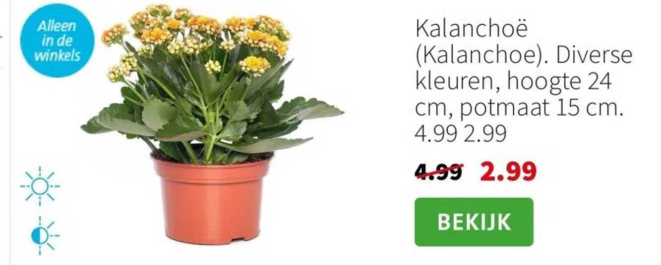 Kalanchoë (Kalanchoe). Diverse kleuren, hoogte 24 cm, potmaat 15 cm.