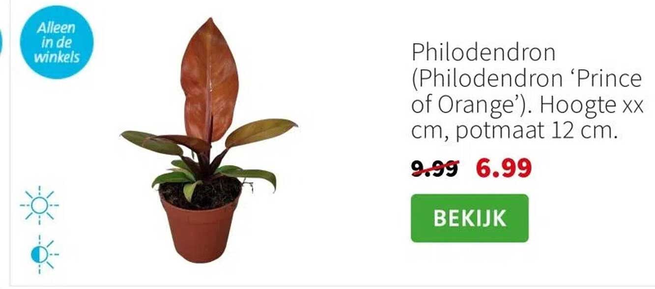 Philodendron (Philodendron ‘Prince of Orange’). Hoogte xx cm, potmaat 12 cm.