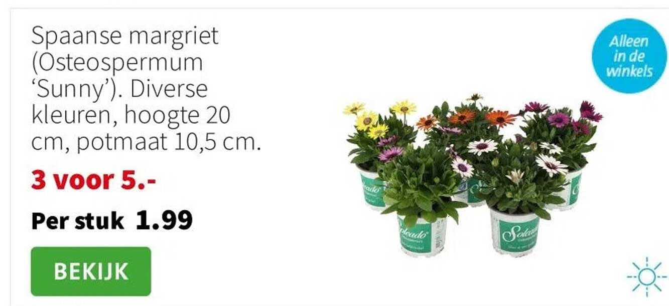 Spaanse margriet (Osteospermum ‘Sunny’). Diverse kleuren, hoogte 20 cm, potmaat 10,5 cm.
