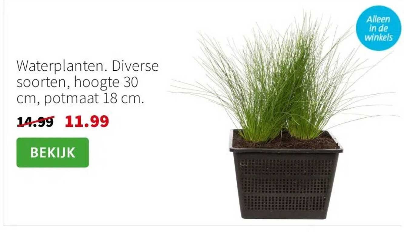Waterplanten. Diverse soorten, hoogte 30 cm, potmaat 18 cm.