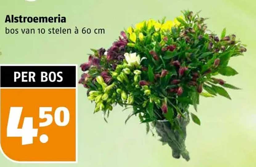 Alstroemeria bos van 10 stelen à 60 cm