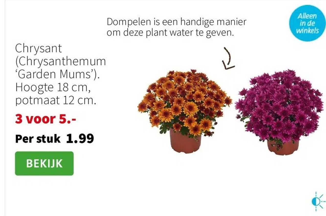 Chrysant (Chrysanthemum 'Garden Mums')