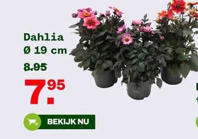 Dahlia Ø 19 cm