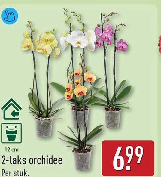 2-taks orchidee