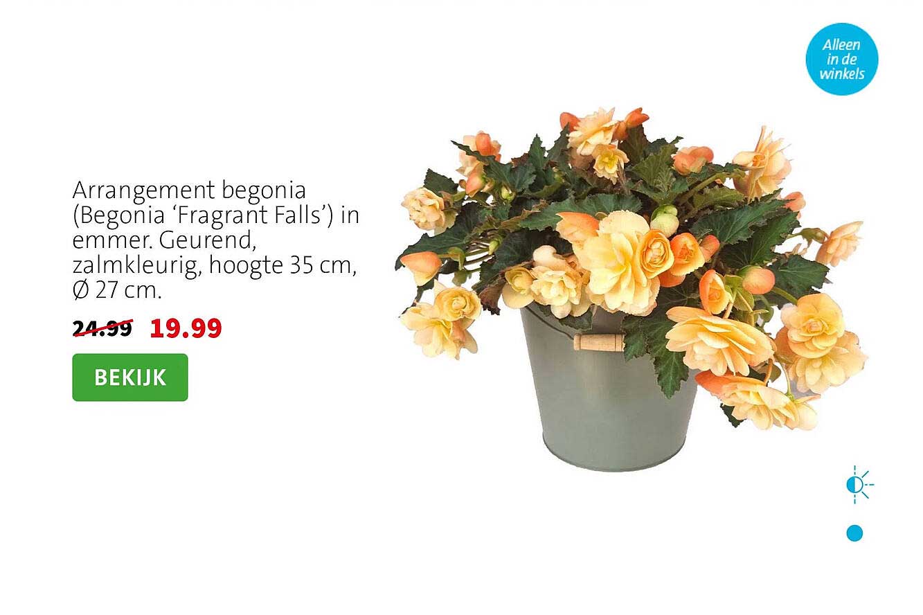 Arrangement begonia (Begonia ‘Fragrant Falls’) in emmer. Geurend, zalmkleurig, hoogte 35 cm, Ø 27 cm.