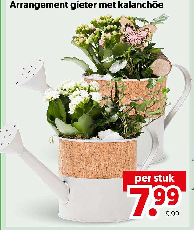Arrangement gieter met kalanchoë