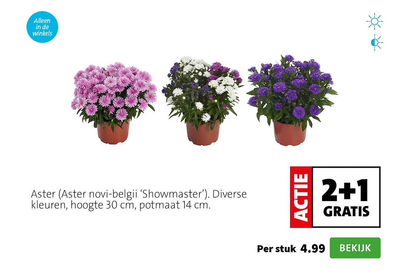 Aster (Aster novi-belgii ‘Showmaster’). Diverse kleuren, hoogte 30 cm, potmaat 14 cm. 2+1 gratis