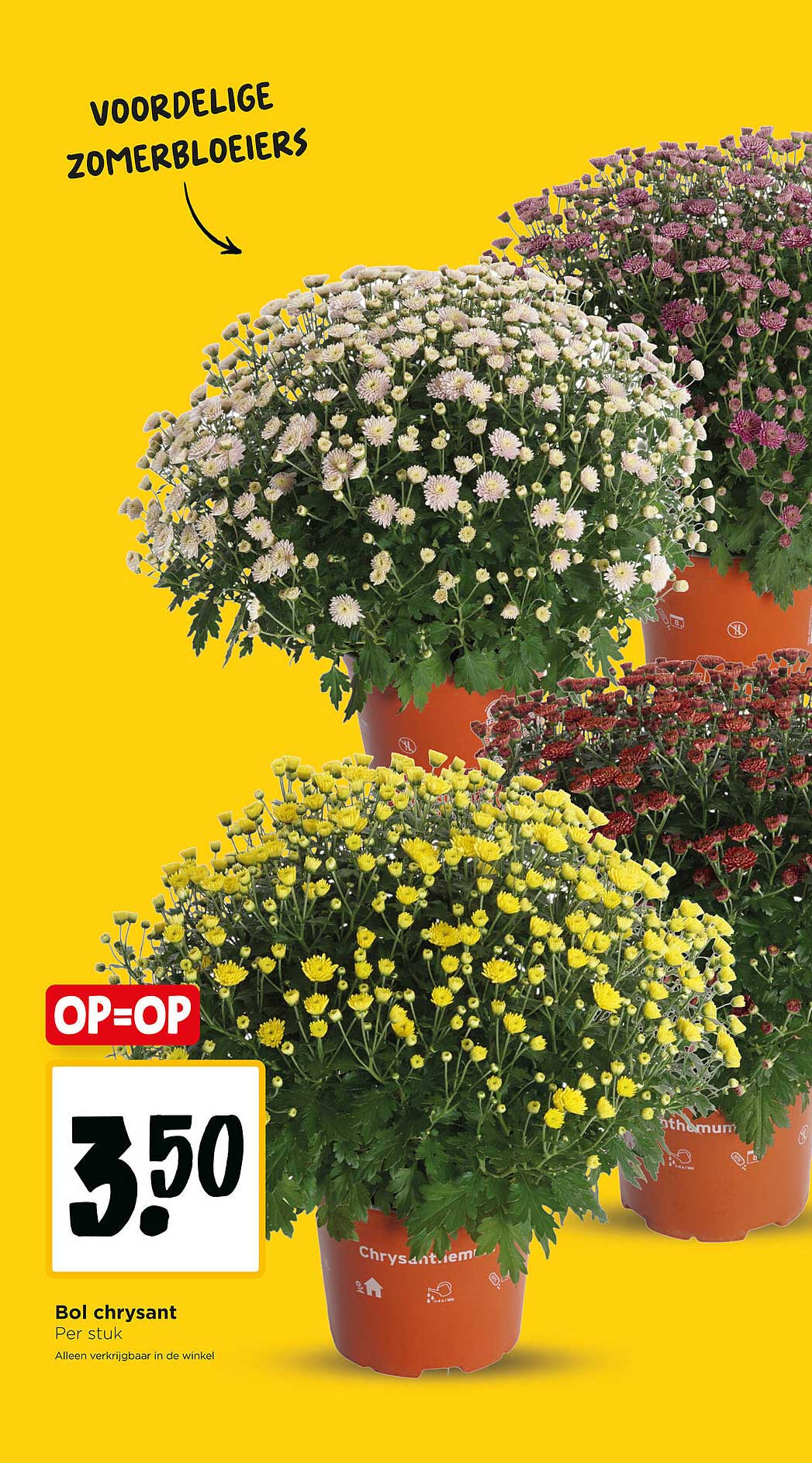 Bol chrysant