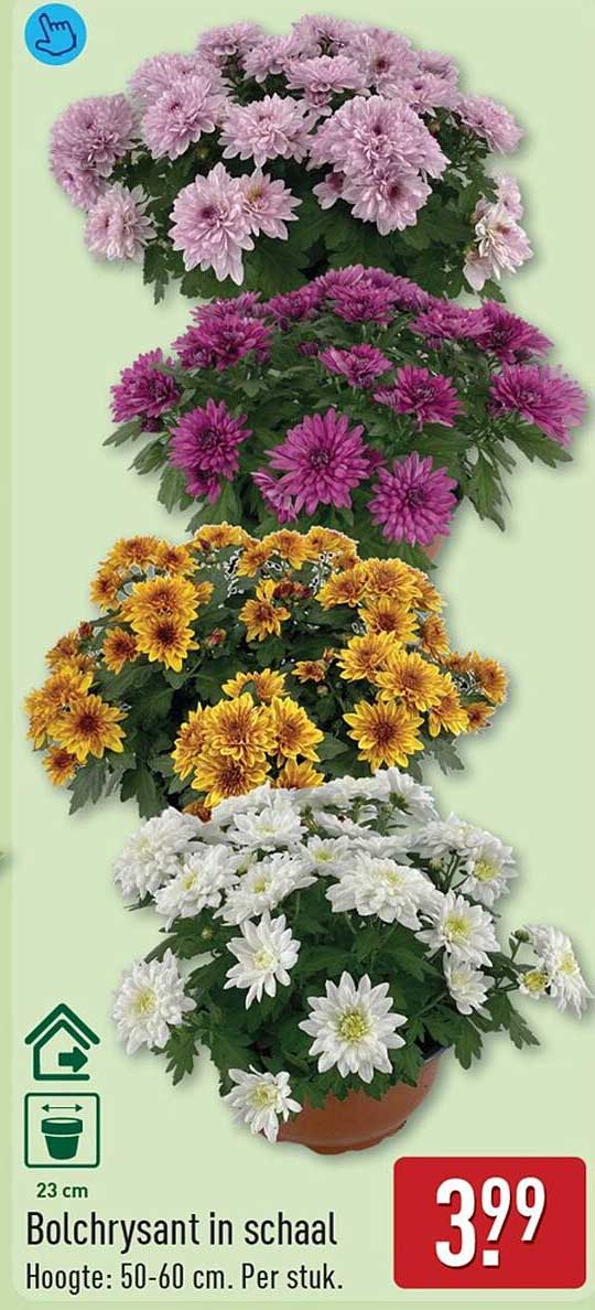Bolchrysant in schaal