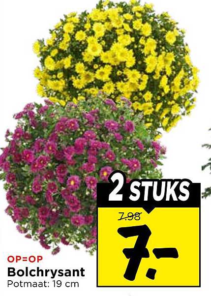 Bolchrysant Potmaat: 19 cm 2 STUKS