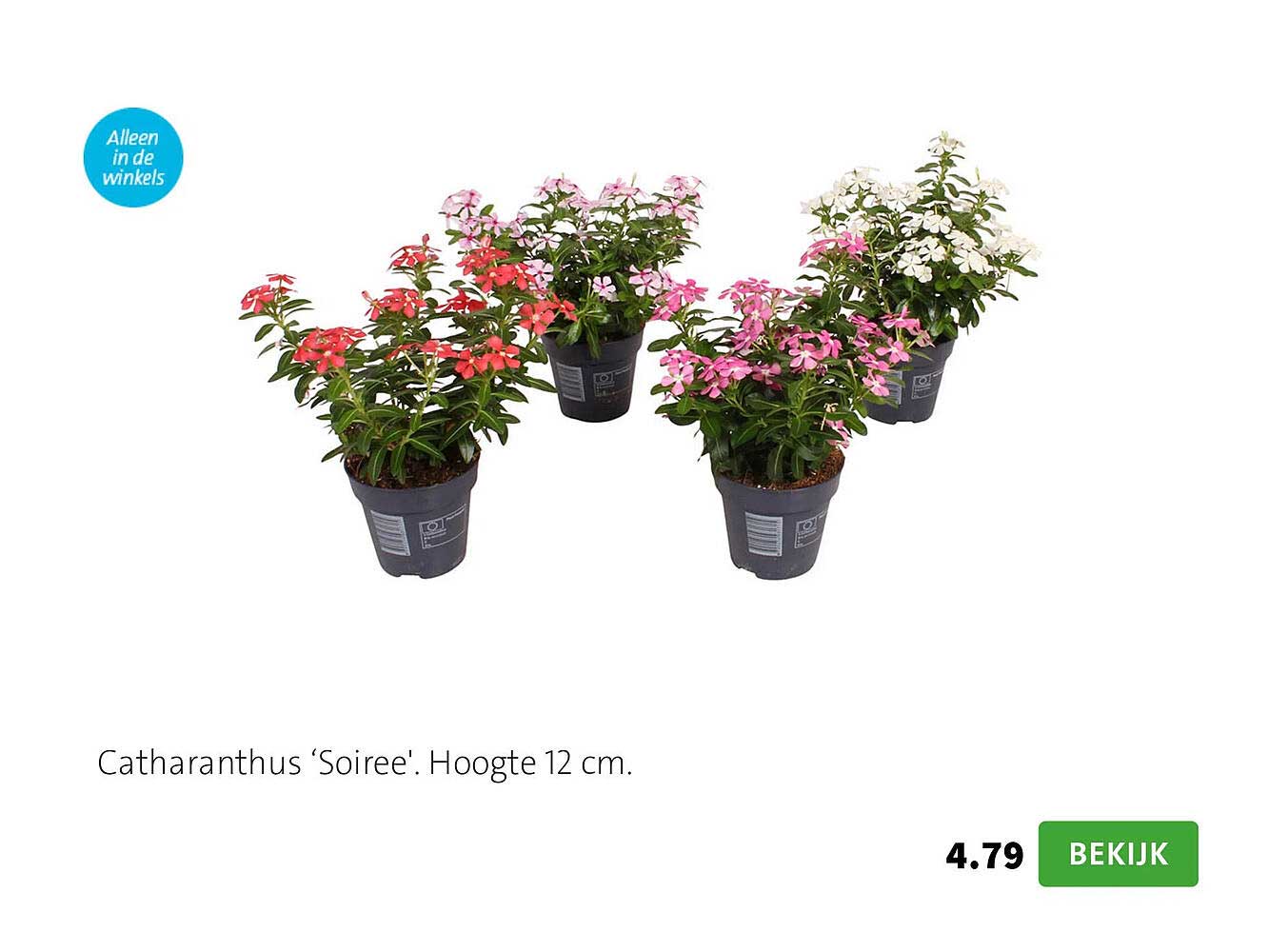 Catharanthus ‘Soiree’. Hoogte 12 cm.