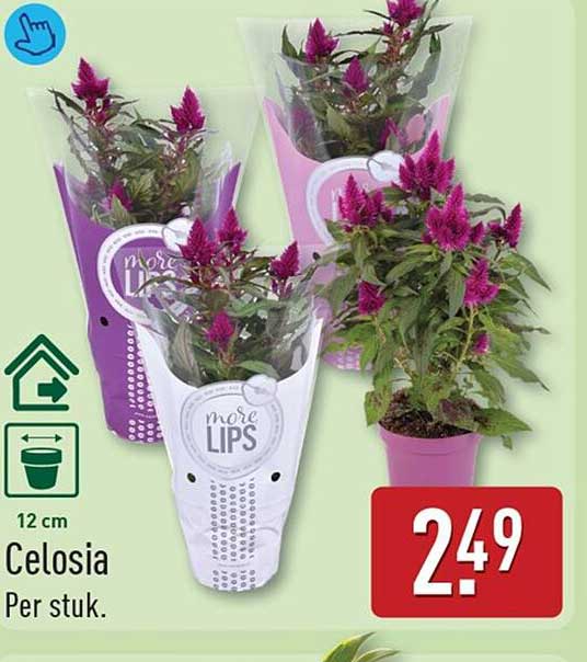 Celosia Per stuk.