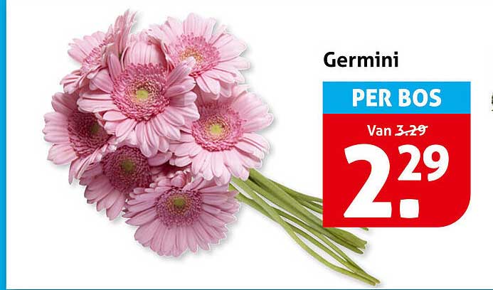 Germini PER BOS