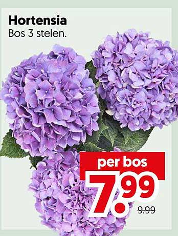 Hortensia Bos 3 stelen.