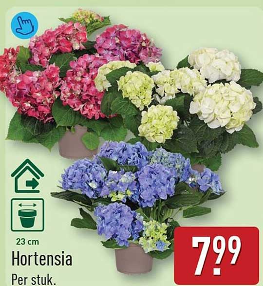 Hortensia