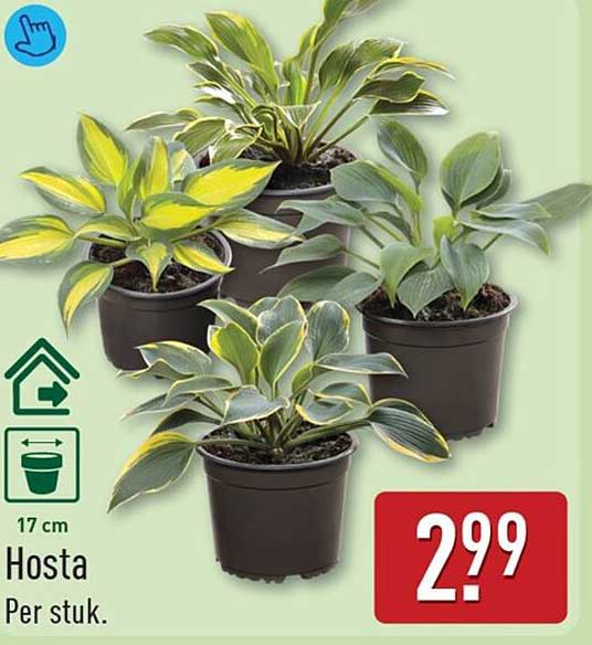 Hosta