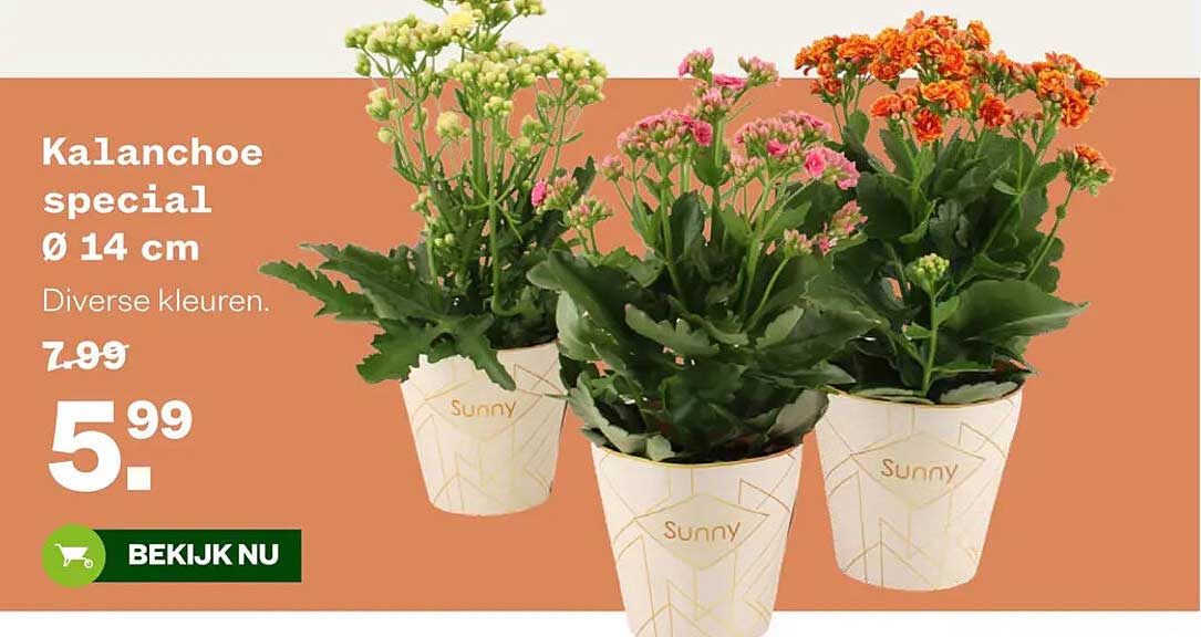 KaLanchoe speciaal Ø 14 cm Diverse kleuren.