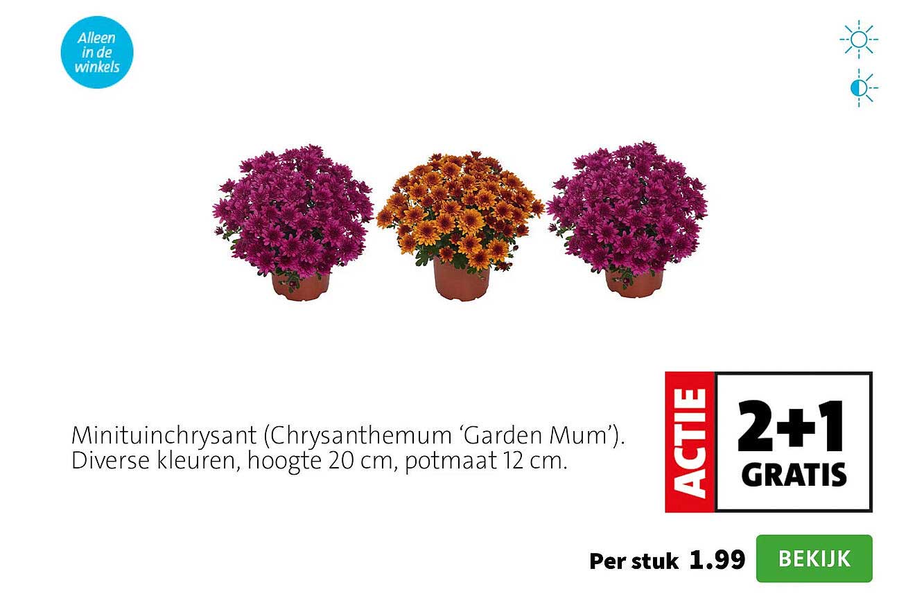 Minituinchrysant (Chrysanthemum ‘Garden Mum’). Diverse kleuren, hoogte 20 cm, potmaat 12 cm. 2+1 GRATIS