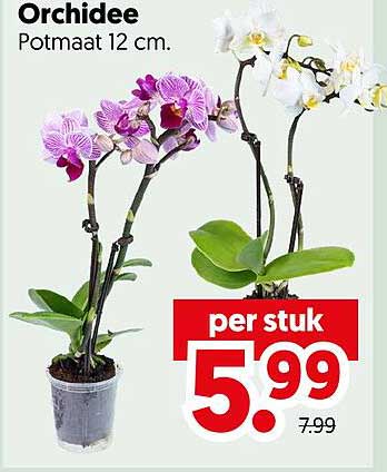 Orchidee Potmaat 12 cm. per stuk