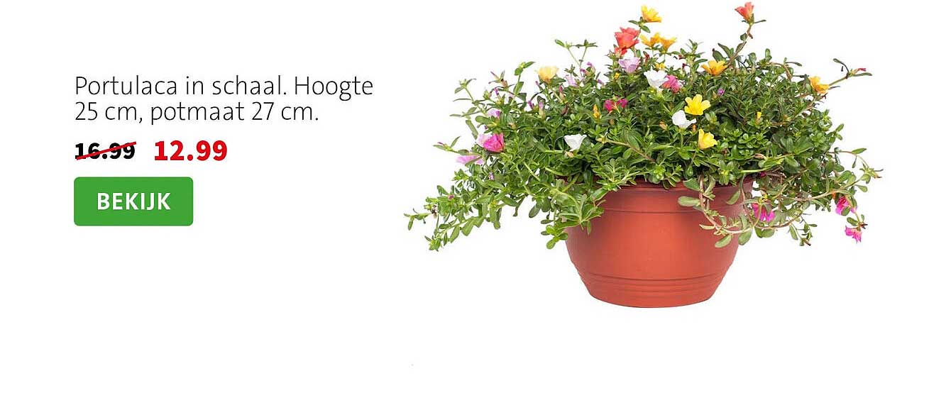 Portulaca in schaal. Hoogte 25 cm, potmaat 27 cm.