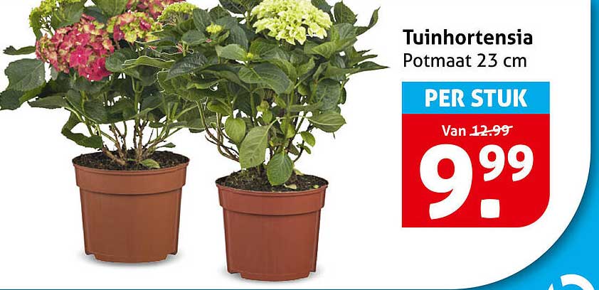 Tuinhortensia Potmaat 23 cm PER STUK