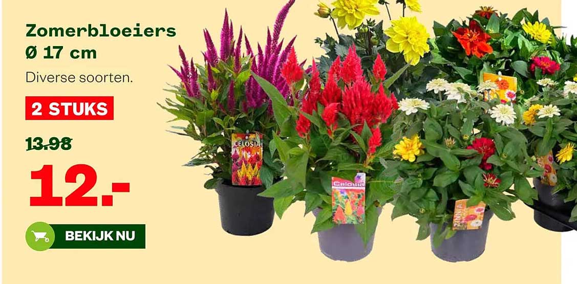 Zomerbloeiers Ø 17 cm 2 STUKS