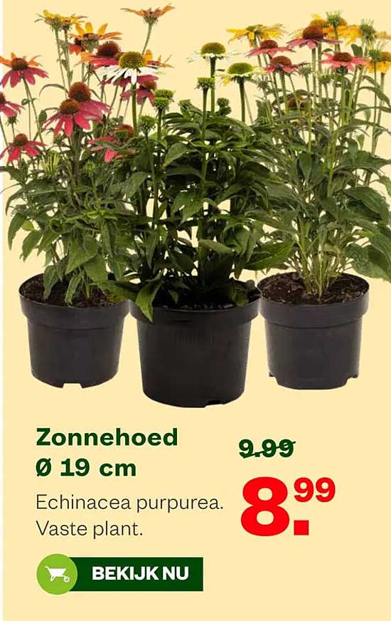 Zonnehoed Ø 19 cm