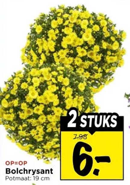 2 STUKS Bolchrysant Potmaat: 19 cm