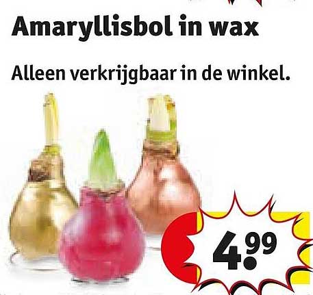 Amaryllisbol in wax