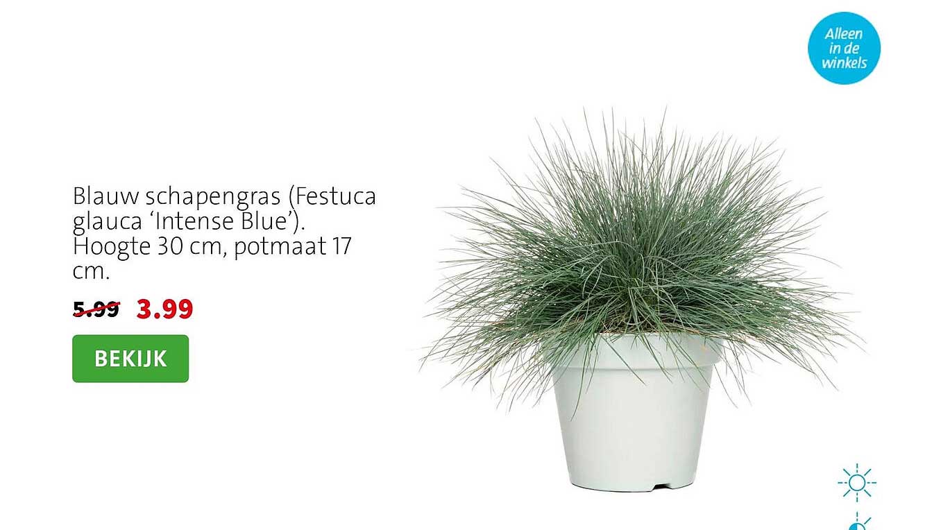 Blauw schapengras (Festuca glauca ‘Intense Blue’). Hoogte 30 cm, potmaat 17 cm.