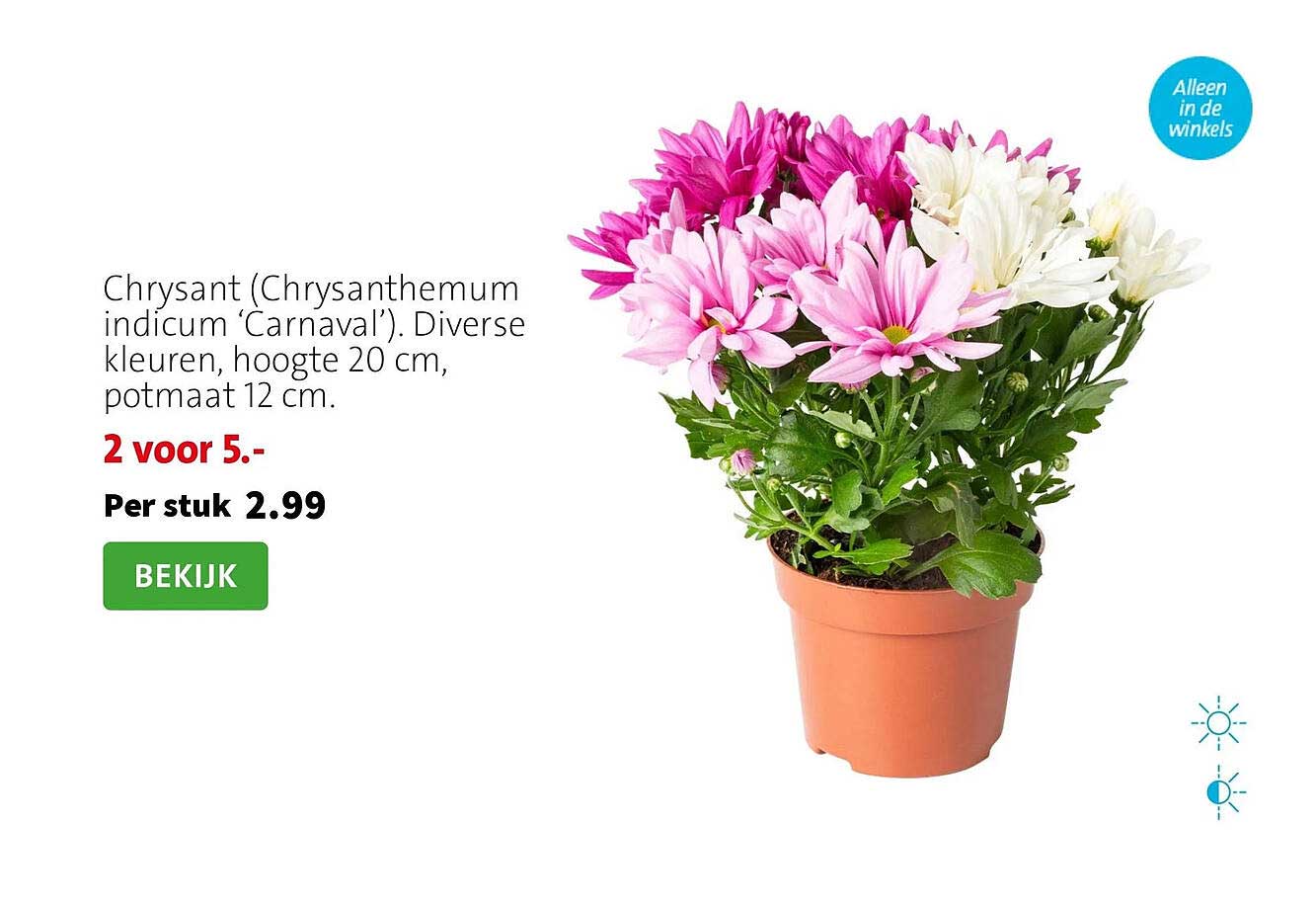 Chrysant (Chrysanthemum indicum ‘Carnaval’). Diverse kleuren, hoogte 20 cm, potmaat 12 cm. 2 voor 5.-