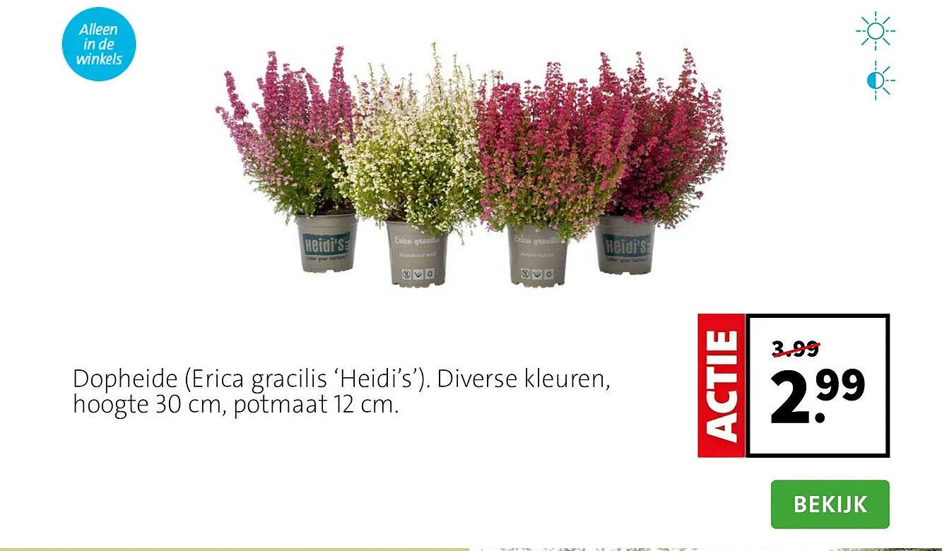 Dopheide (Erica gracilis ‘Heidi’s’). Diverse kleuren, hoogte 30 cm, potmaat 12 cm.