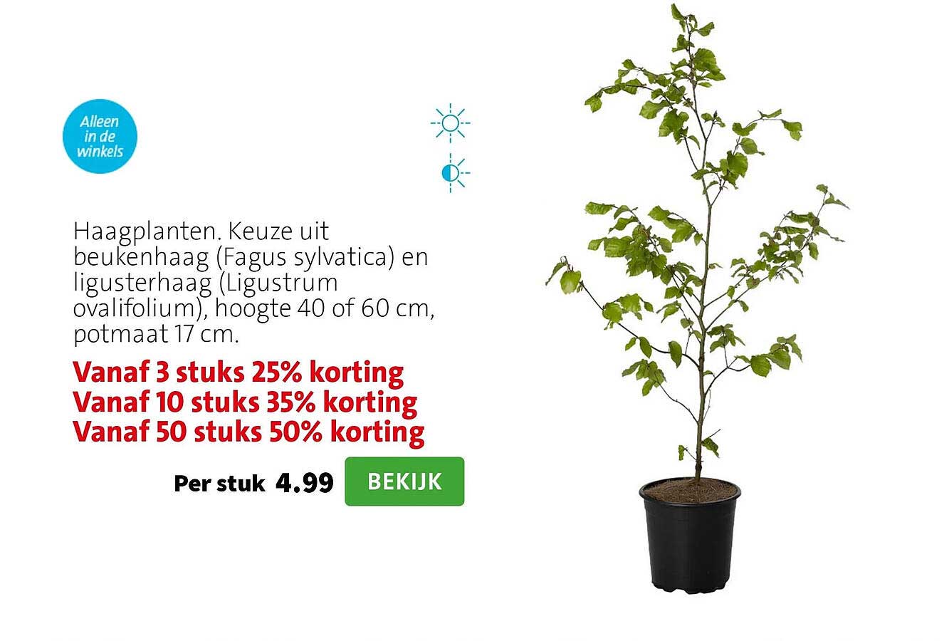 Haagplanten. Keuze uit beukenhaag (Fagus sylvatica) en ligusterhaag (Ligustrum ovalifolium), hoogte 40 of 60 cm, potmaat 17 cm.
