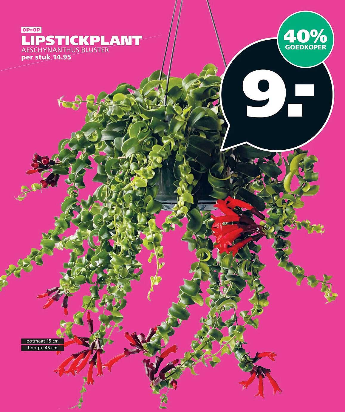 OP=OP LIPSTICKPLANT Aeschynanthus bluster per stuk 14.95