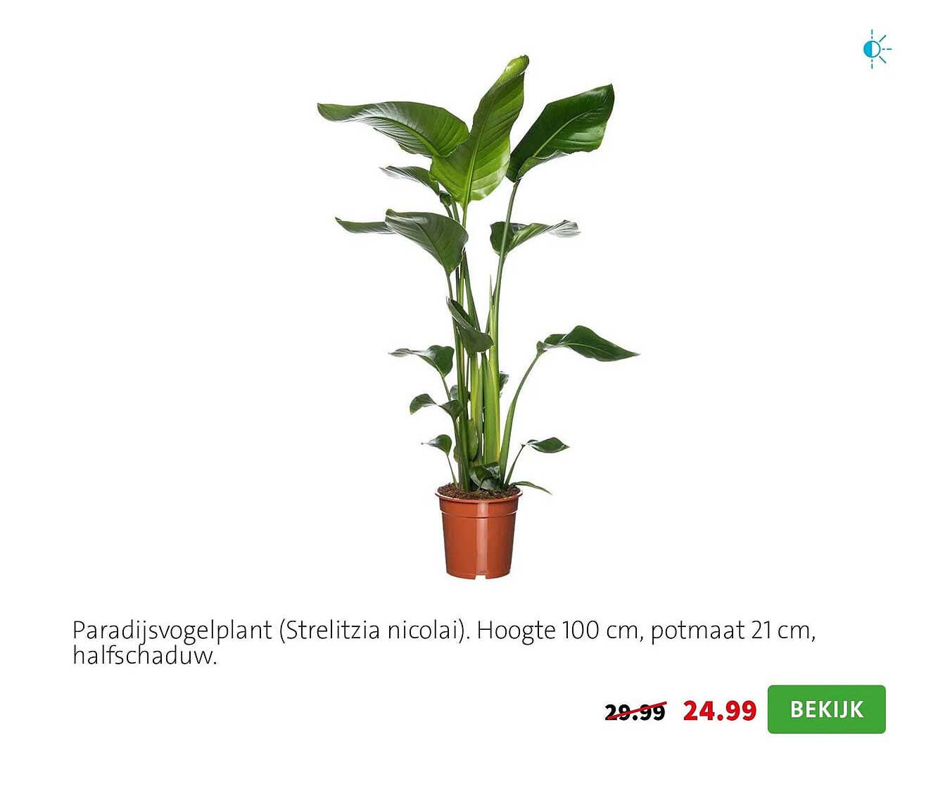 Paradijsvogelplant (Strelitzia nicolai). Hoogte 100 cm, potmaat 21 cm, halfschaduw.